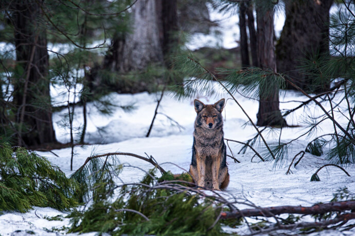 Yosemite Wolf