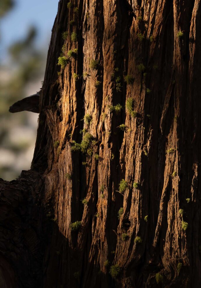 Bark, Moss and Light, Yosemite