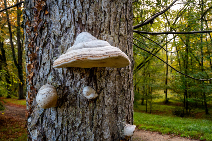 Château de Chenonceau Mushrooms on Trees