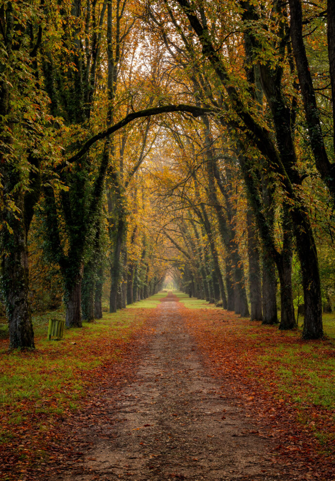 Château de Chenonceau Forest Paths